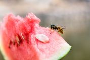 Wespe sitzt auf einem Stück Wassermelone Wespe sitzt auf einem Stück Wassermelone